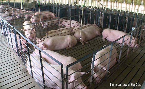 Featured image for “Tips to improve pen gestation for sows”