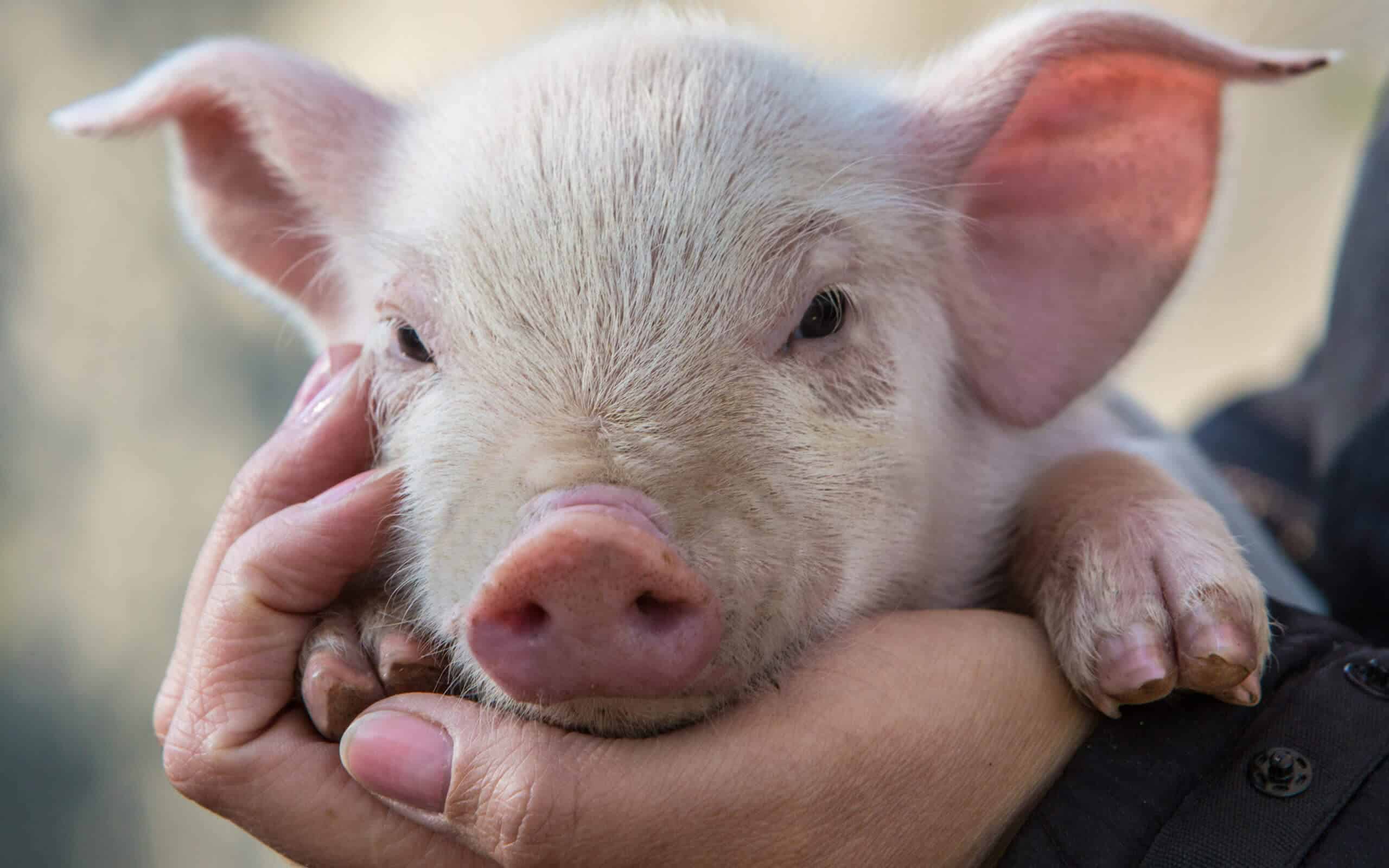Featured image for “8 key factors drive success when raising pigs without antibiotics”