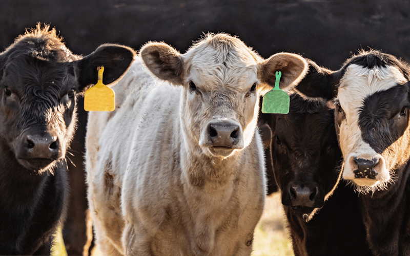 Featured image for “Managing calf environment best way to prevent Mycoplasma bovis”